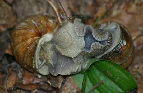 Schnecken - © Emanuel Trummer